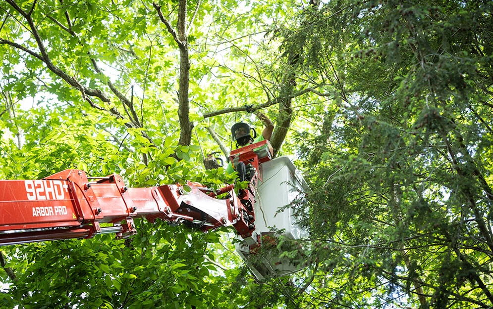 ct tree pruning services
