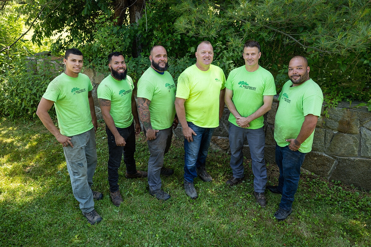 ct licensed tree caare and tree removal service