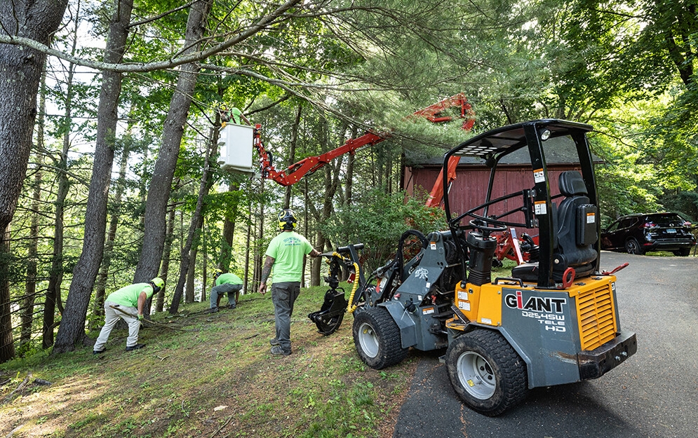 tree removal services in ct